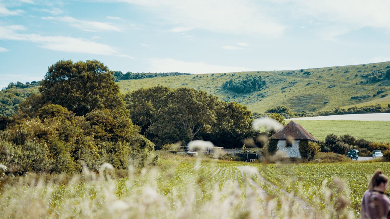 Hunter Gather Cook - Foraging + cooking with fire since 2011