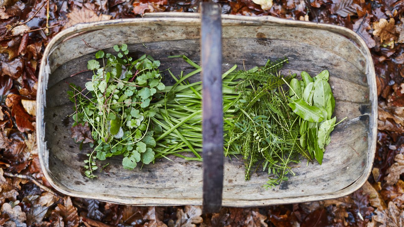 Hunter Gather Cook - Foraging + cooking with fire since 2011