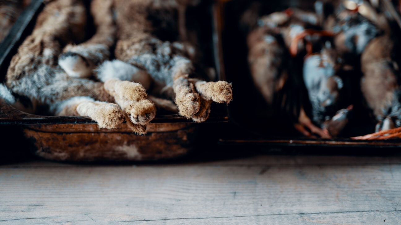 Hunter Gather Cook - Foraging + cooking with fire since 2011